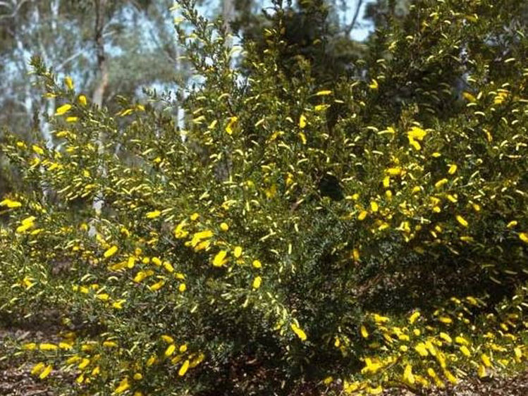Acadru-3