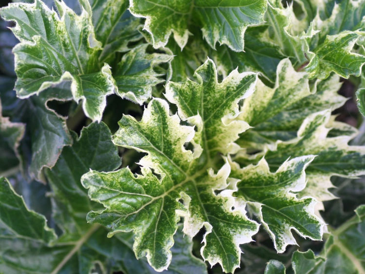 AcamolTA-4