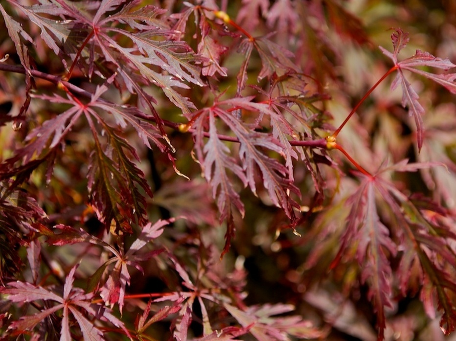 Acer palmatum Dissectum Octopus | Wholesale Nursery - Nurseries in ...