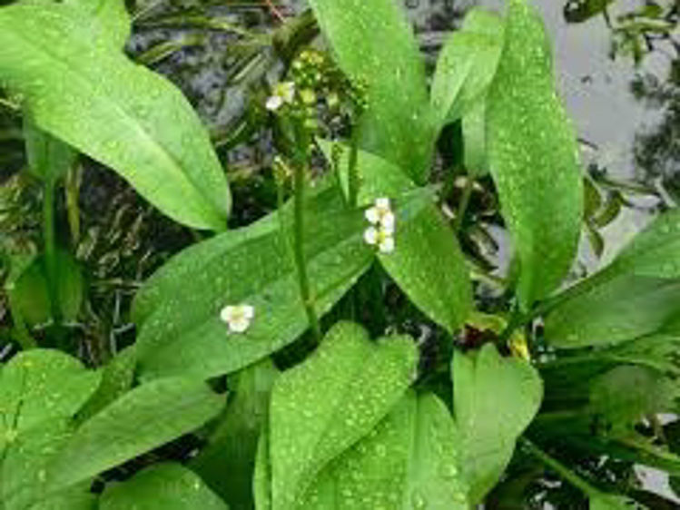 Alisma plantago aquatica. Common name - European Water Plantain, Mad Dog Weed
