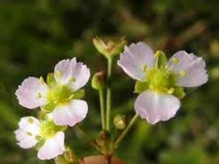 Alisma plantago aquatica. Common name - European Water Plantain, Mad Dog Weed