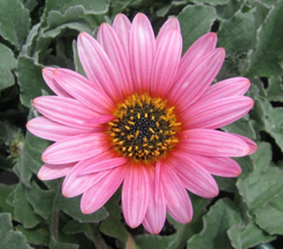 Arctotis hybrida Flamingo. Common name - African Daisy