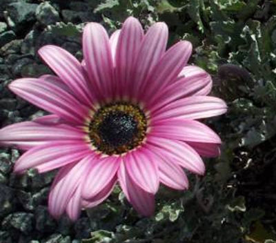 Arctotis hybrida Silver Pink. Common name - African Daisy