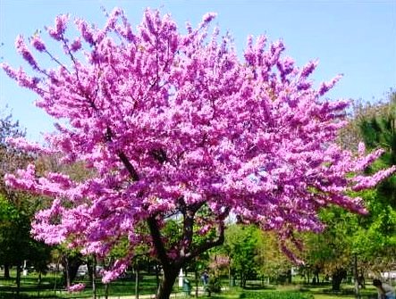 Cercis siliquastrum | Wholesale Nursery - Nurseries in Melbourne ...