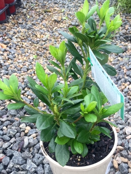 Azalea hybrida Mistral | Wholesale Nursery - Nurseries in Melbourne ...