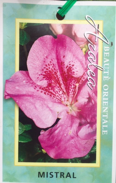 Azalea hybrida Mistral | Wholesale Nursery - Nurseries in Melbourne ...