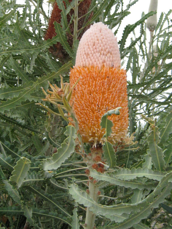 Banpri-2