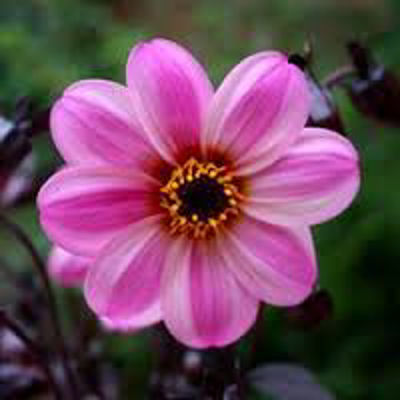 Dahlia hybrida Mystic Dreamer. Common name - Dahlia