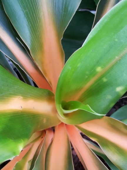 Chlorophytum orchidastrum Green Orange | Wholesale Nursery - Nurseries ...