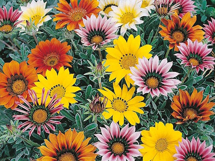 Gazania rigens Talent. Common name - Treasure Flower, Gazania