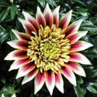 Gazania hybrida Montezuma. Common name - SUGAMO, Gazania
