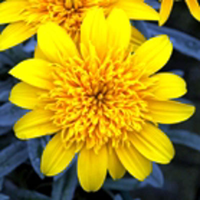 Gazania hybrida Sahara. Common name - Gazania