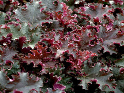 Heuchera micrantha Chocolate Ruffles. Common name - Crevice Alumroot