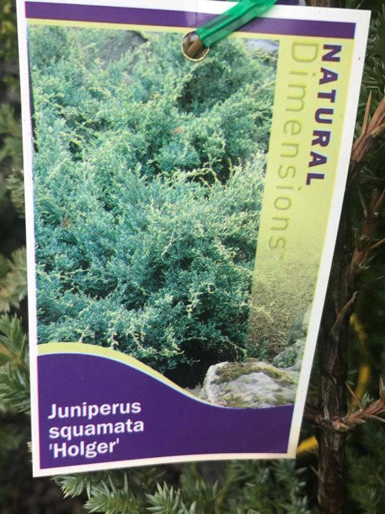 JunsquHol-5
