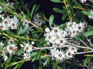 Kunzea ericoides | Wholesale Nursery - Nurseries in Melbourne ...