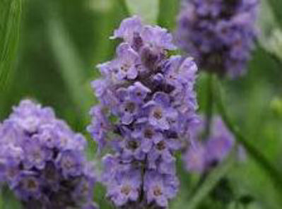 LavangES-2