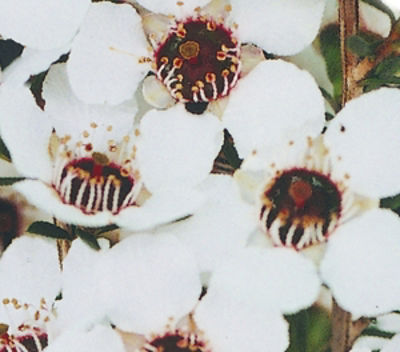 LepscoWSu-2