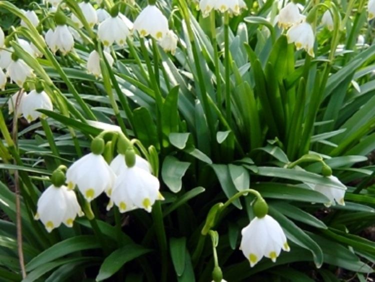 Leucojum autumnale. Common name - September Snow, Autumn Snowflakes, Spring Snowflakes
