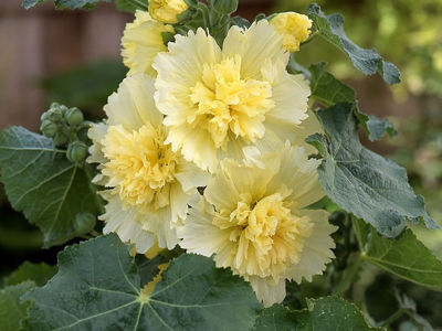Alcea rosea Spring Lemon. Common name - Hollyhock