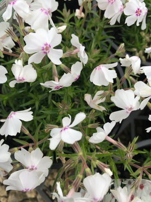 Phlox subulata Amazing Grace. Common name - Creeping Phlox, Moss Phlox, Alpine Phlox