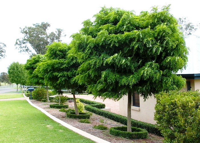 Robinia pseudoacacia Inermis | Wholesale Nursery - Nurseries in ...