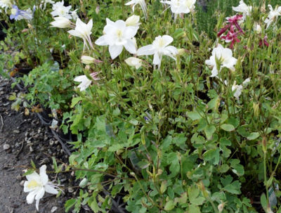 Aquilegia hybrida Dove. Common name - Colombine