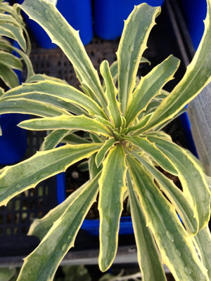 Erysimum semperflorens Variegata. Common name - Variegated Wallflower