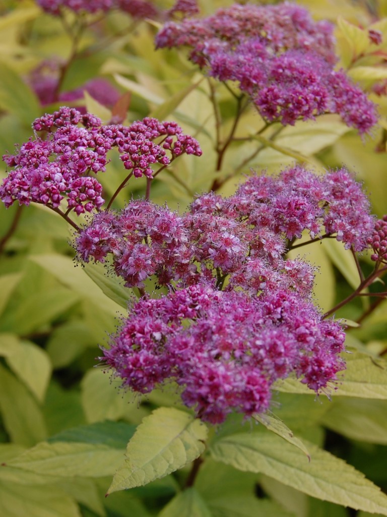Spirea Plantmark: Transform Your Garden with This Hardy Flowering Shrub
