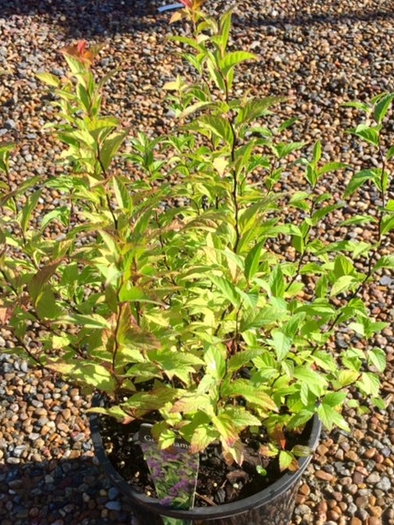 Spiraea japonica Goldflame | Wholesale Nursery - Nurseries in Melbourne ...