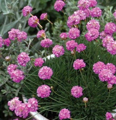 Armeria alliacea Pretty Petite. Common name - Jerseys Thrift, Ladys Cushion
