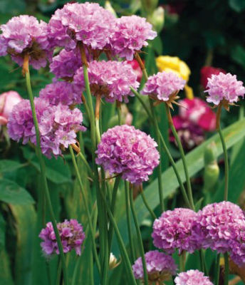 Armeria alpina Bees Lilac. Common name - Alpine Thrift