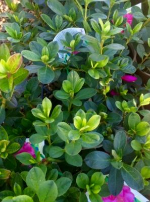 Azalea hybrida Happy Days. Common name - Azalea