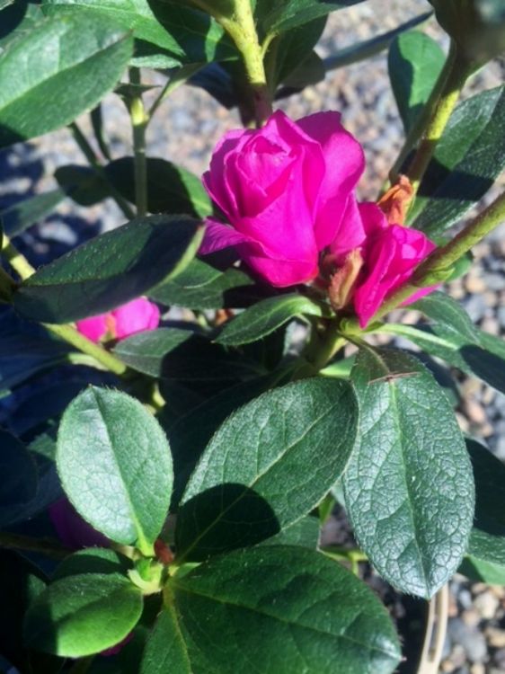 Azalea hybrida Happy Days. Common name - Azalea