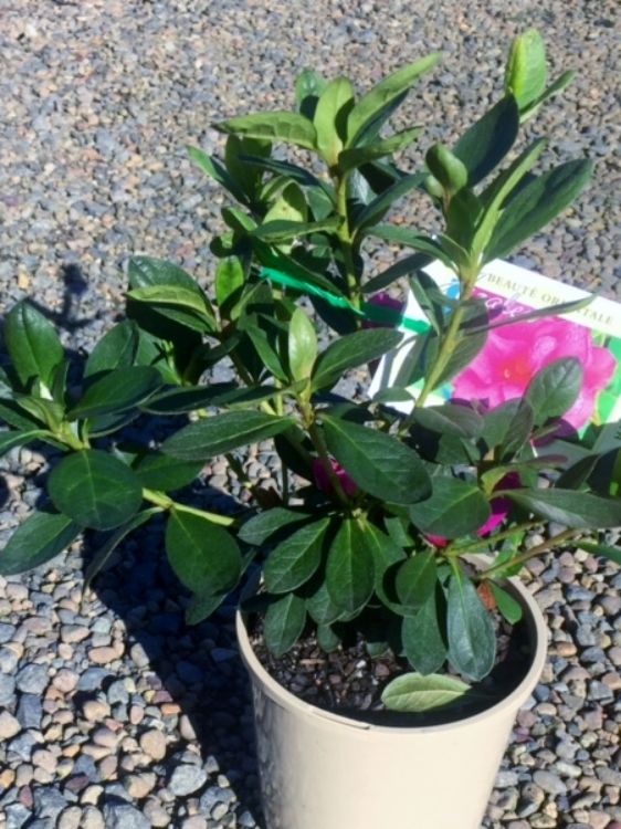 Azalea hybrida Happy Days. Common name - Azalea