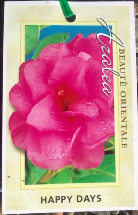 Azalea hybrida Happy Days. Common name - Azalea