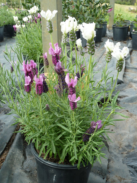 Lavandula pedunculata Strawberries And Cream | Wholesale Nursery ...