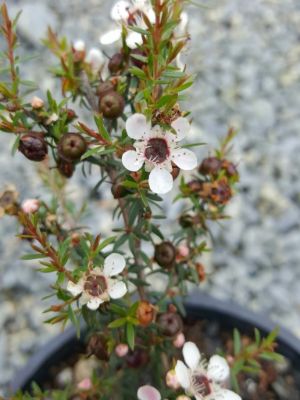 Leptospermum hybrida Aussie Blossom Joy. Common name - Tea Tree, Australian Cherry Blossom