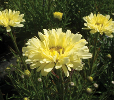 Leucanthemum hybrida Realflor Real Dream. Common name - Dwarf Shasta Daisy