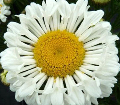Leucanthemum hybrida Realflor Real Neat. Common name - Dwarf Shasta Daisy