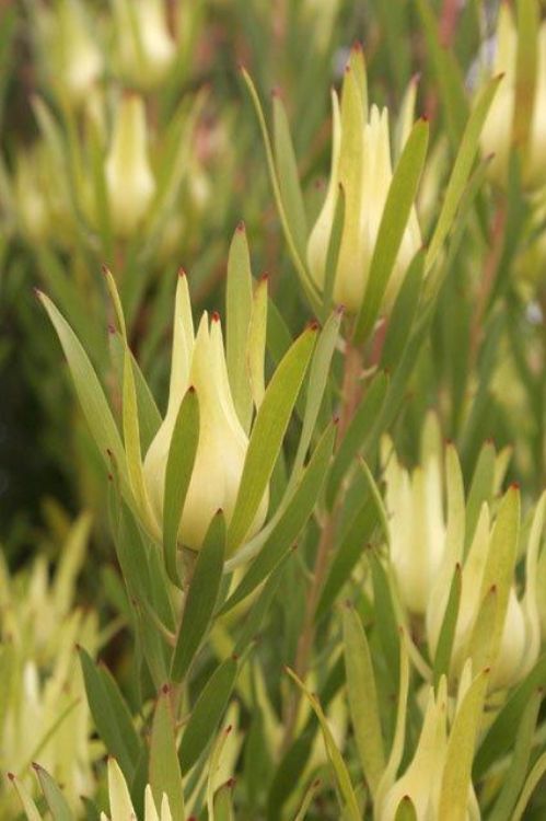 Leucadendron salignum Yellow Devil. Common name - Conebush