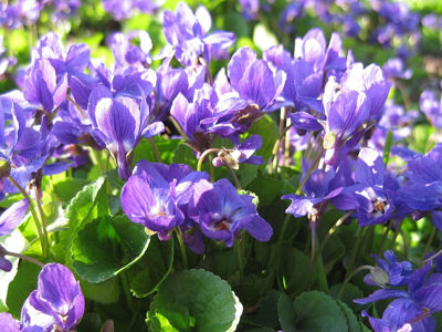 Viola odorata Purple. Common name - Sweet Violet, English Violet, Garden Violet