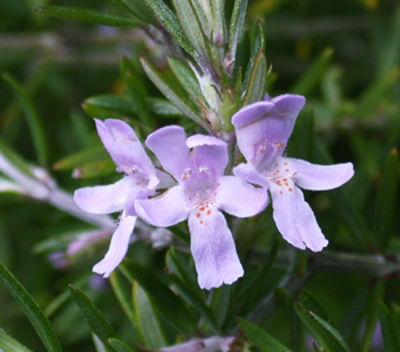 WesfruWGNa-2