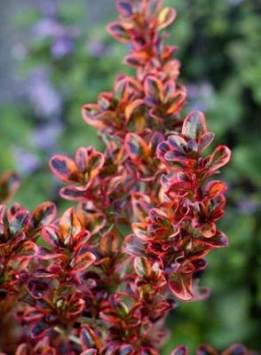 Coprosma repens Ignite PBR. Common name - Mirror Bush, Shiny Leaf