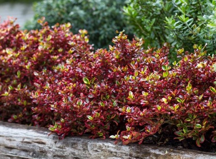 Coprosma repens Ignite PBR. Common name - Mirror Bush, Shiny Leaf