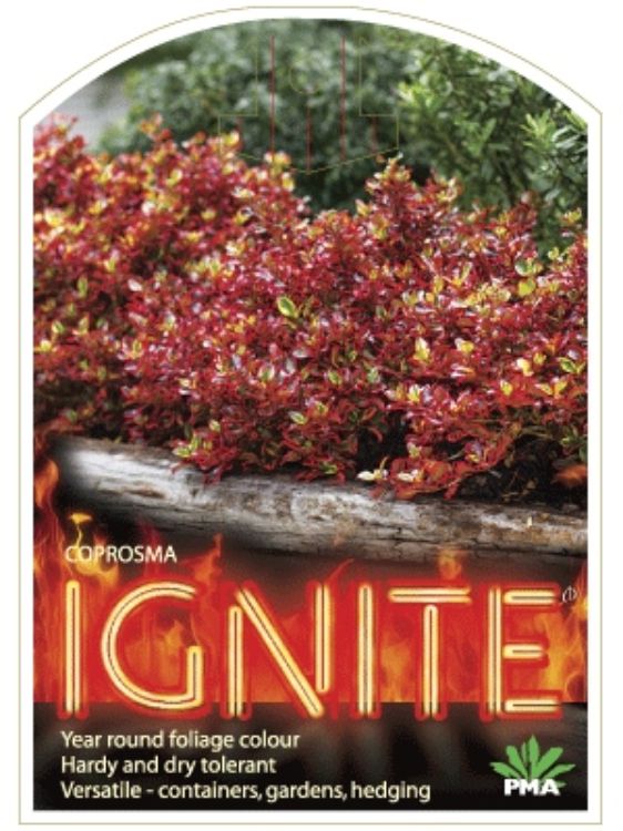 Coprosma repens Ignite PBR. Common name - Mirror Bush, Shiny Leaf
