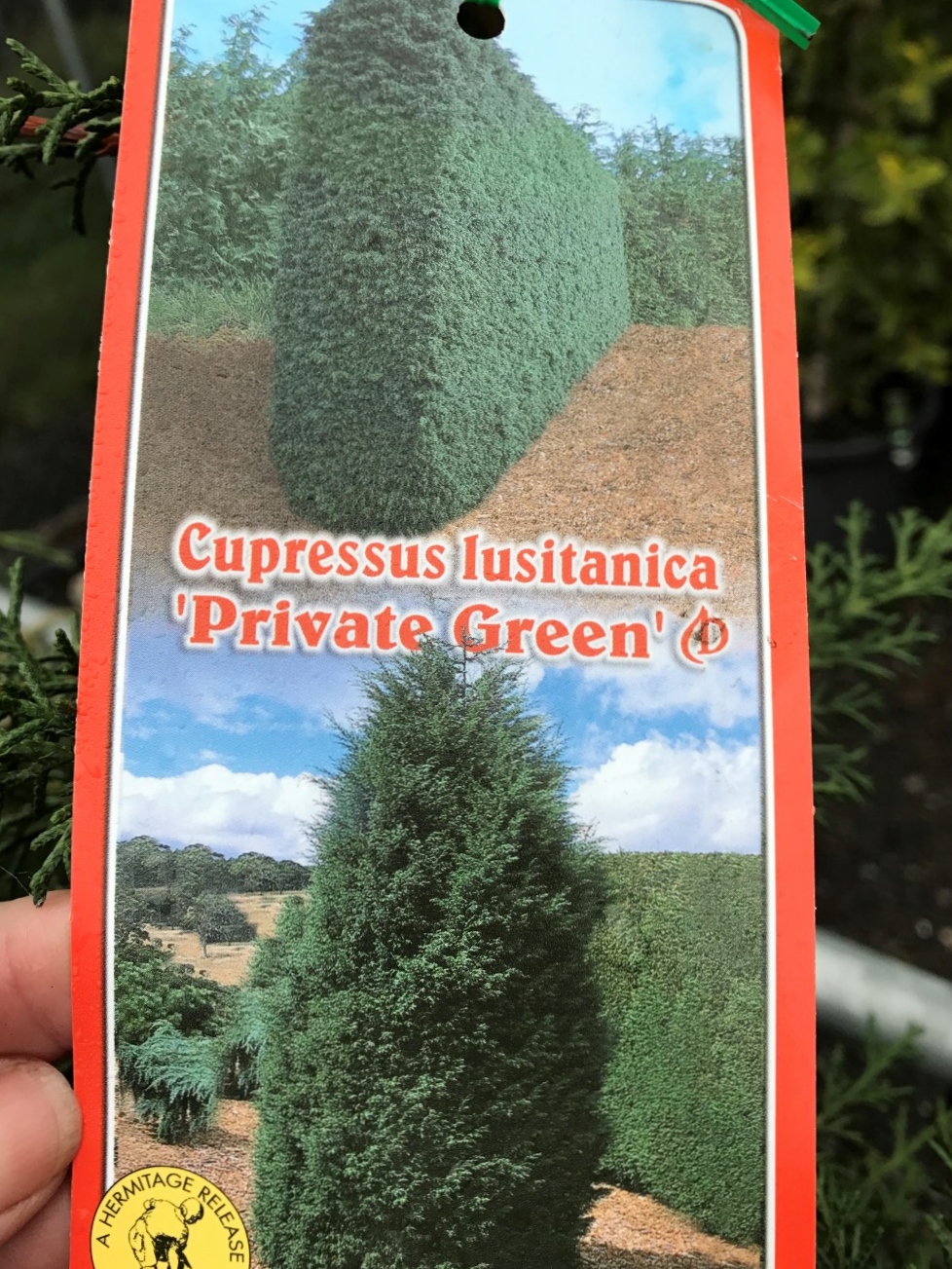 cupressus-lusitanica-private-green-wholesale-nursery-nurseries-in