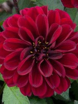 Dahlia hybrida Dalaya Devi. Common name - Dahlia
