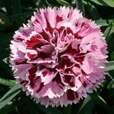 Dianthus caryophyllus Super Trouper Velvet White. Common name - Dwarf Carnation