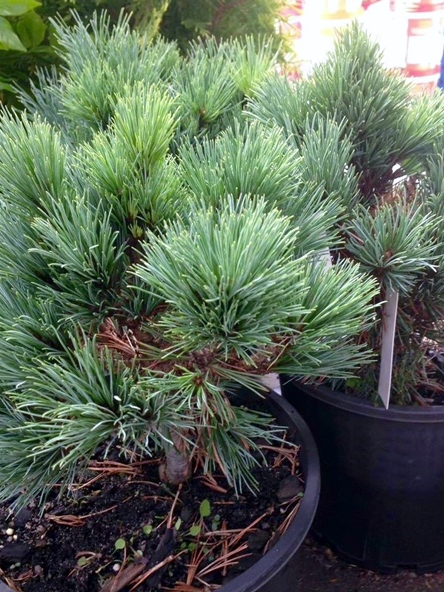 Pinus strobiformis Loma Linda | Wholesale Nursery - Nurseries in ...