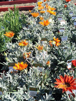 Gazania rigens Frosty Orange. Common name - Treasure Flower, Gazania